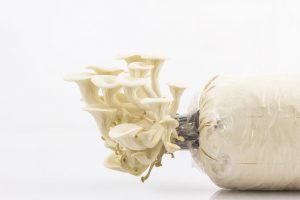 cara budidaya jamur tiram