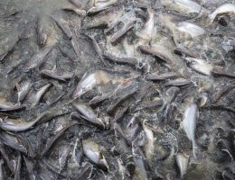 Cara Mudah Budidaya Ikan Lele Pada Kolam Tanah cara budidaya ikan lele di kolam tanah