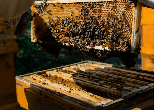 cara budidaya lebah madu untuk pemula