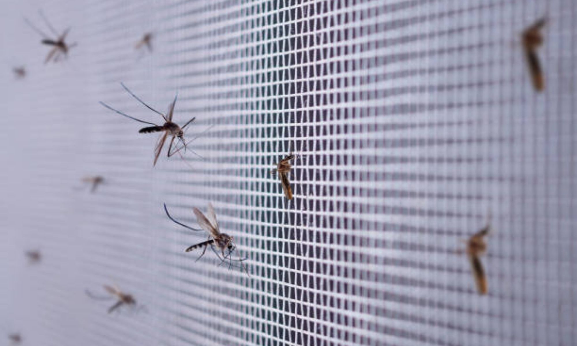 7 Jenis Kasa Nyamuk dan Cara Membersihkannya