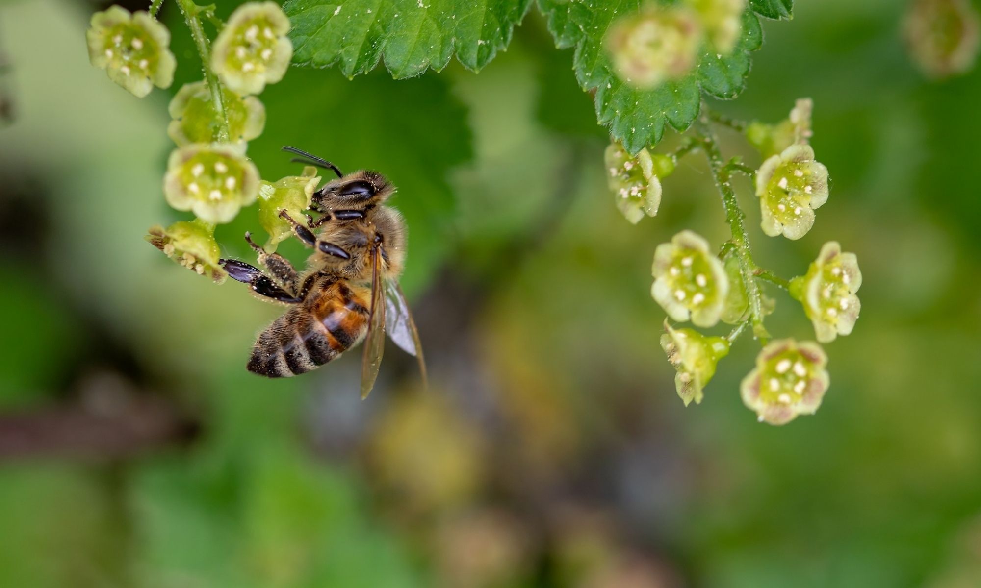 cara budidaya lebah madu liar