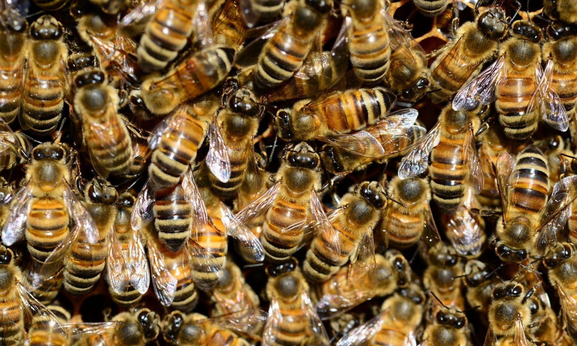 cara ternak lebah madu bagi pemula