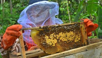 Cara Ternak Lebah Madu Trigona Untuk Pengusaha