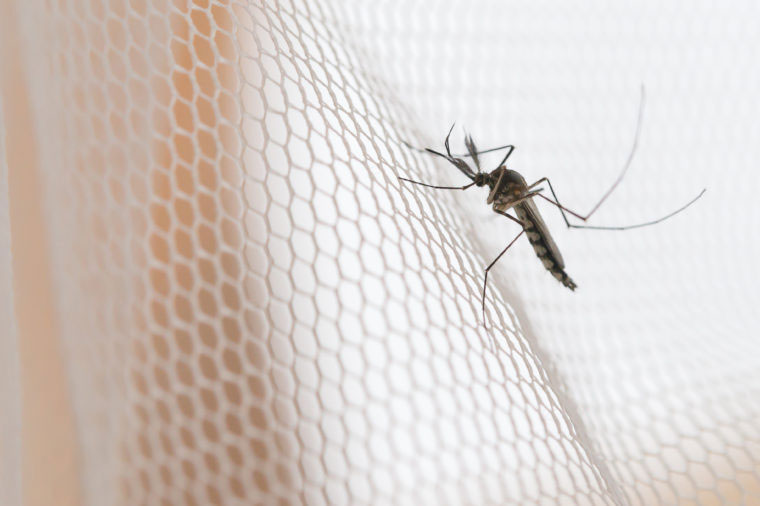 Jenis Nyamuk Paling Berbahaya