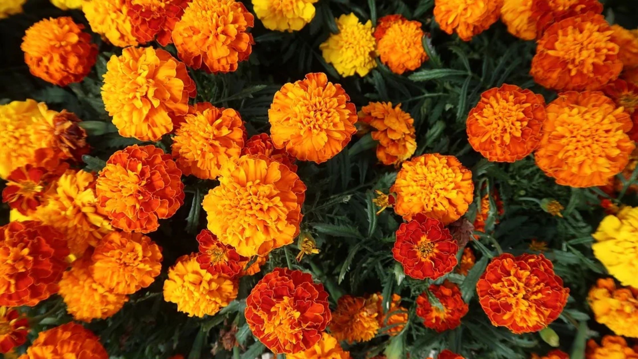 tanaman marigold