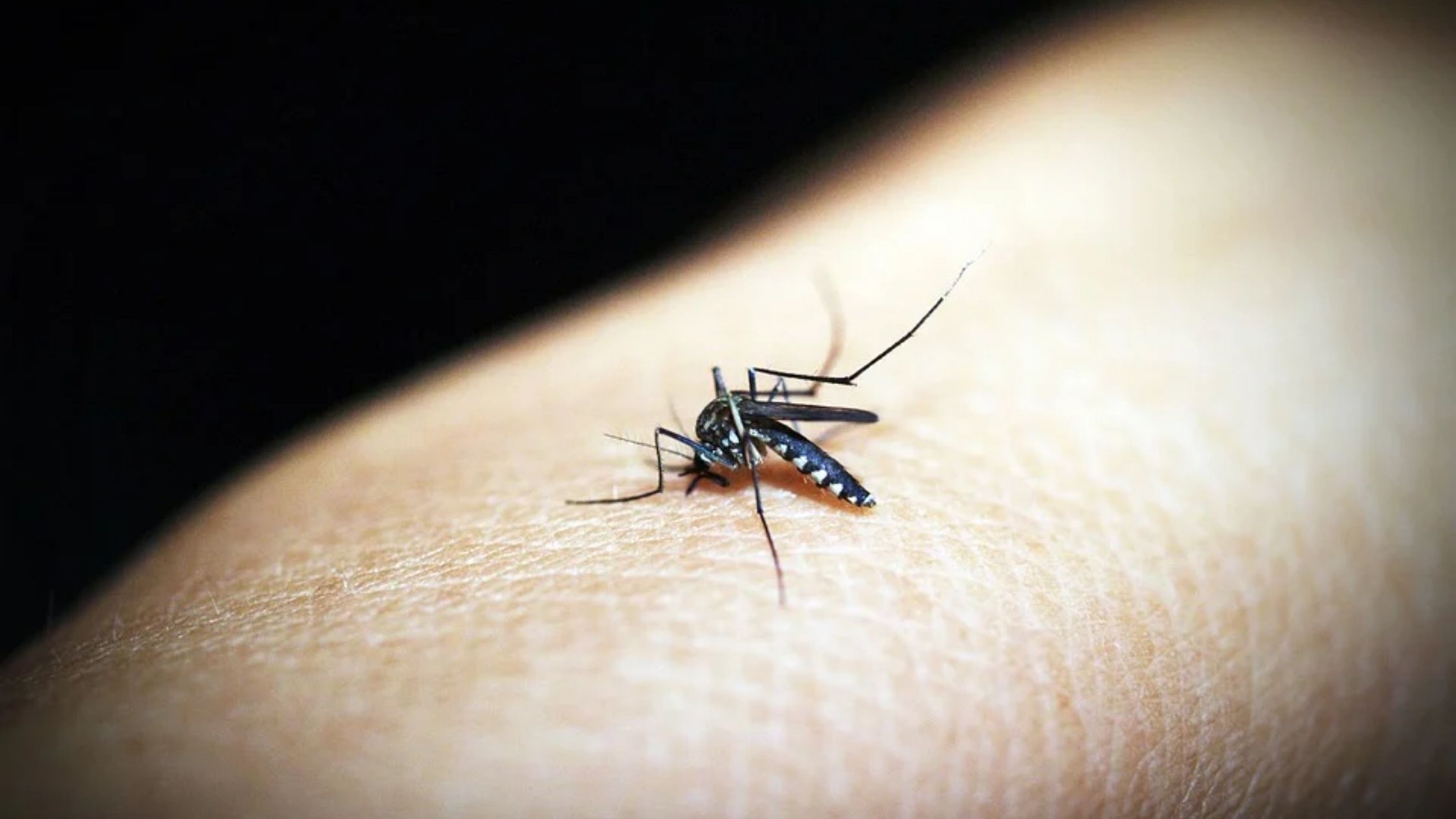 Cara menghindari gigitan nyamuk dengan penggunaan kasa nyamuk