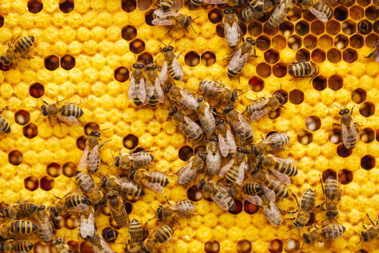 bibit lebah madu