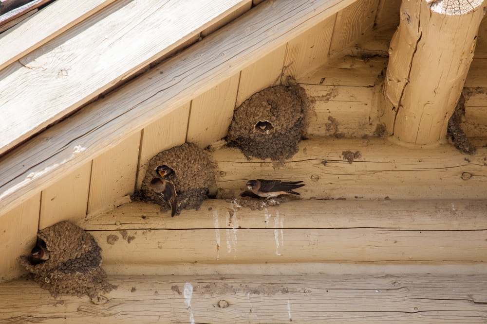 swallow nest, sarang walet