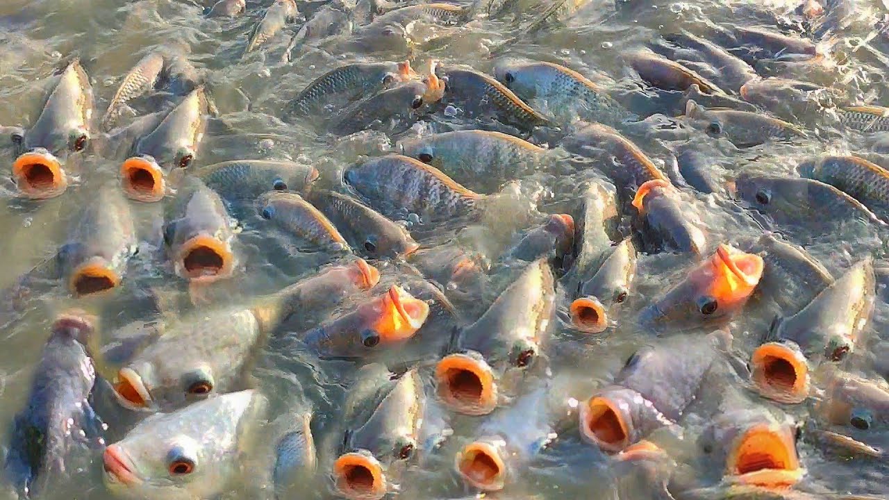 Unbelievable Aquaculture Success Explosive Growth And Production Of