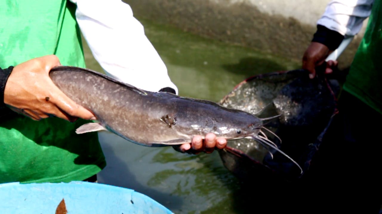 Cara Merawat Bibit Ikan Lele agar Tidak Mati