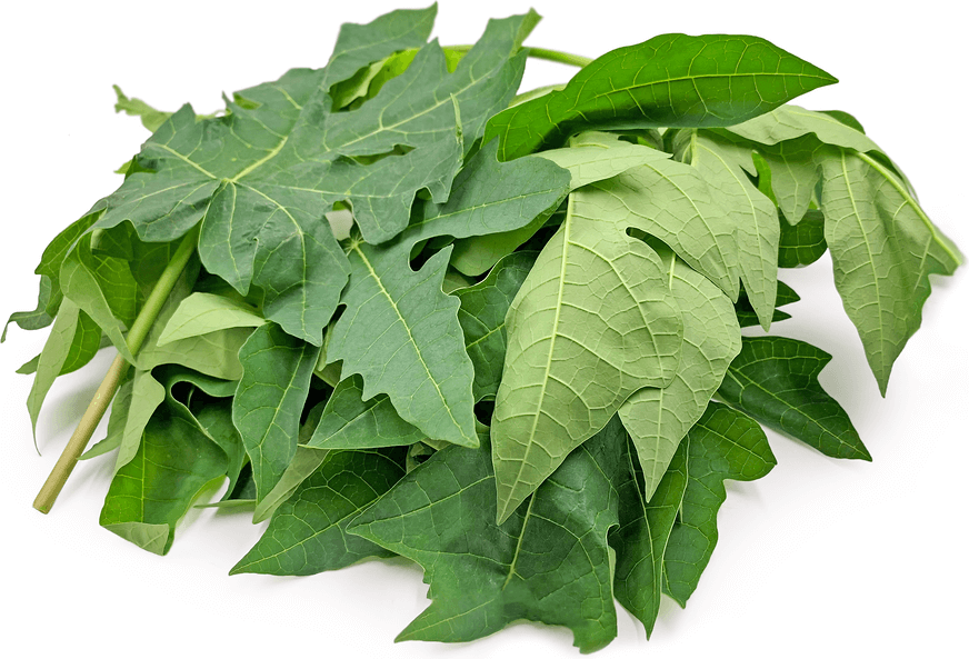cara membuat pakan ikan lele dari daun pepaya