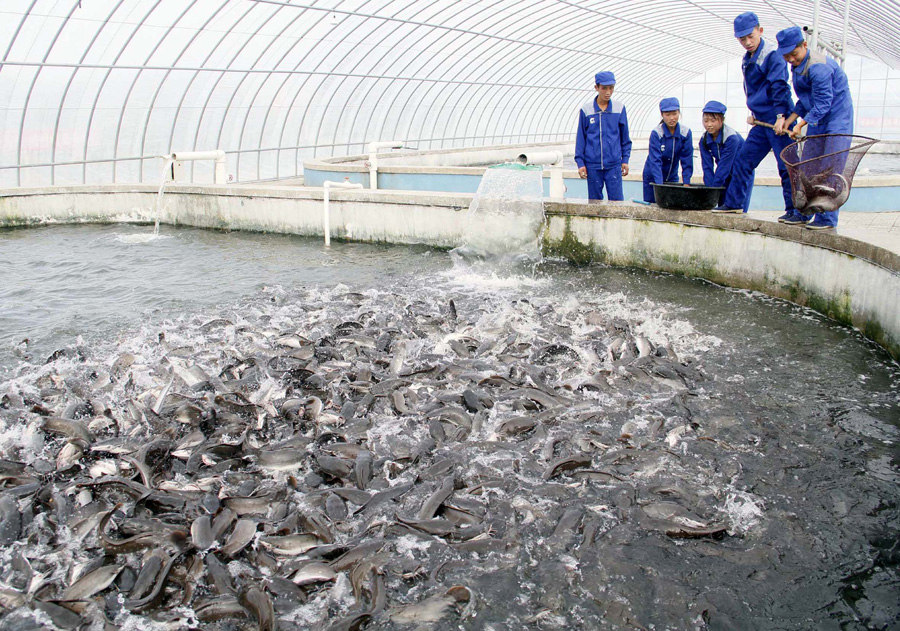 manajemen pemberian pakan ikan patin