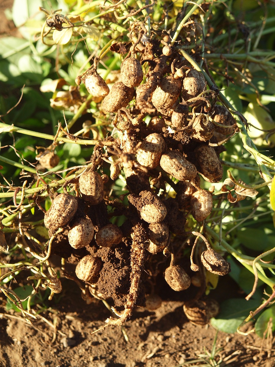 budidaya tanaman kacang tanah