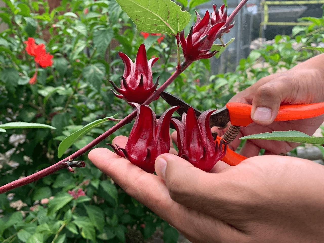 cara menanam bunga rosella