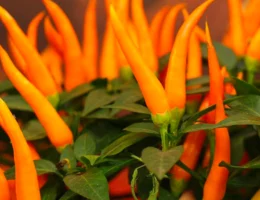 Cara Menjual Tanaman Hidroponik secara Online dan Offline cara menjual tanaman hidroponik