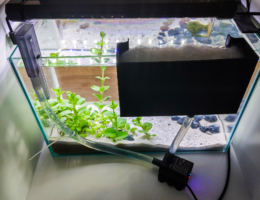 Mengenal Fungsi Aerator pada Kolam Ikan Aquarium
