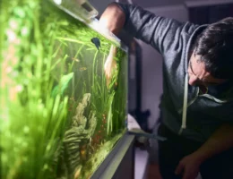 cara bersihkan aquarium