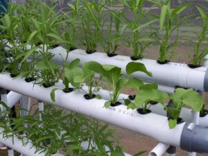 cara menanam sayuran hidroponik