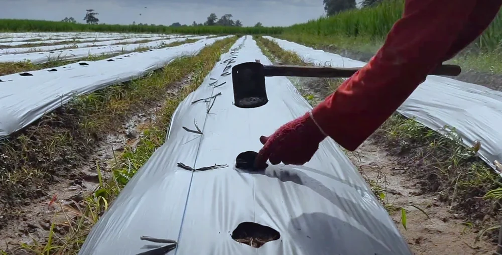ukuran plastik mulsa untuk tanaman cabe