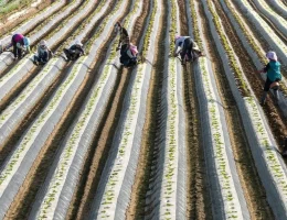 ukuran plastik mulsa untuk tanaman cabe
