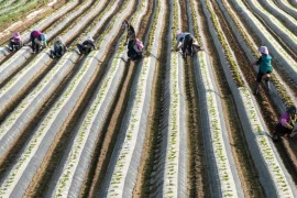 ukuran plastik mulsa untuk tanaman cabe