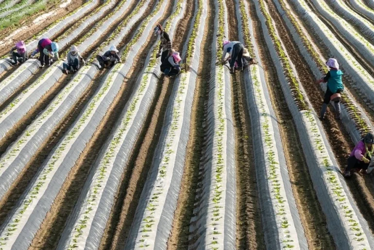 ukuran plastik mulsa untuk tanaman cabe